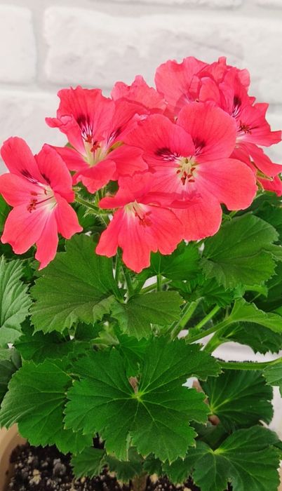 Пеларгония королевская сортовая