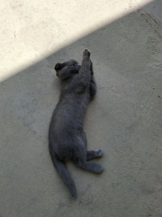 Продаётся котёнок Scottish Fold
Очень милый и умный котёнок Sco