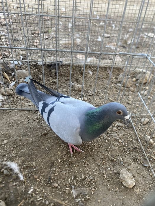 Vand propria matca de voiajori