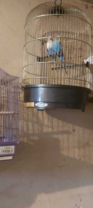 Vând pereche de Peruși