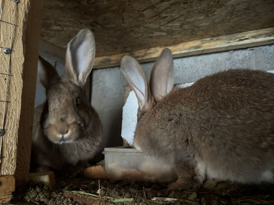 Продам кроликов, кролчат