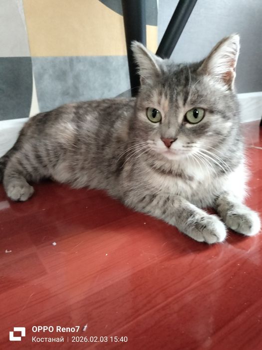 Отдам кошечку в добрые руки