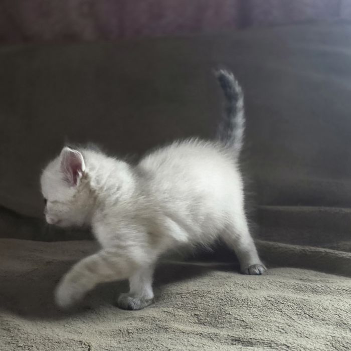 Отдам котят девочки