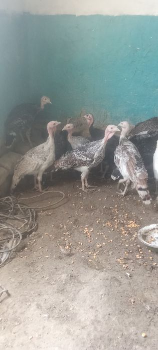 Kurkachalar sotiladi