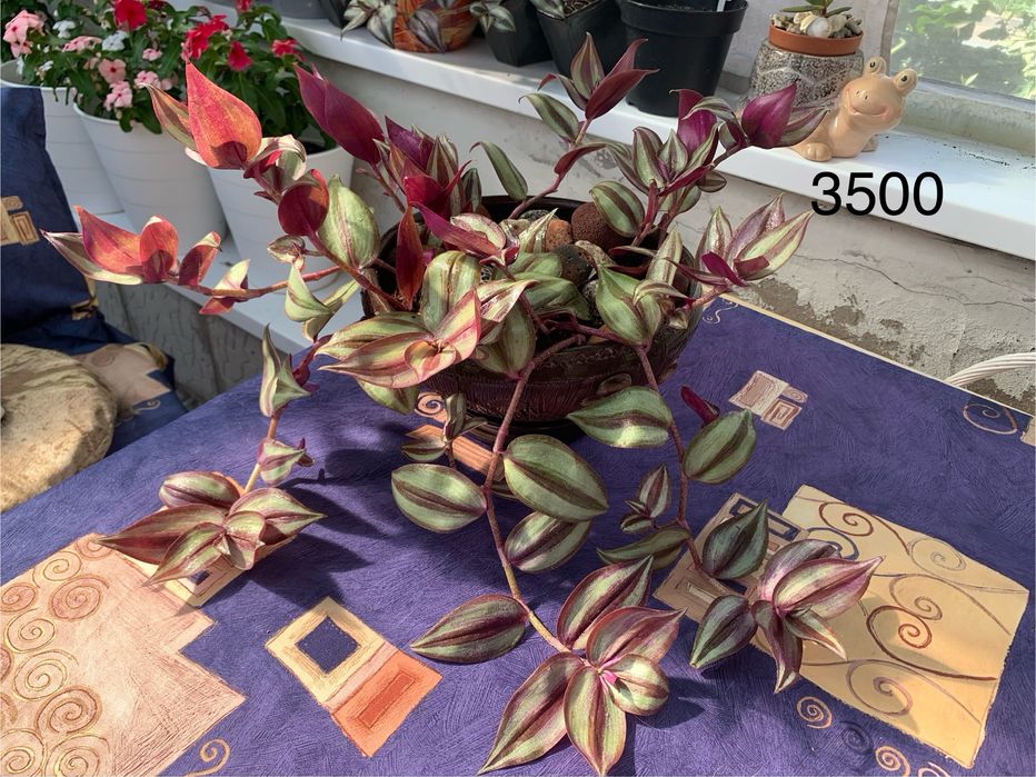 Распродажа комнатных цветов