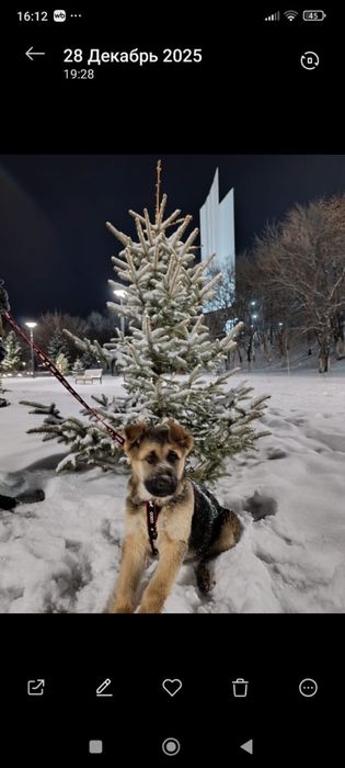 щенок овчарки мальчик