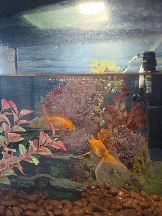 Продам аквариум  17тыс