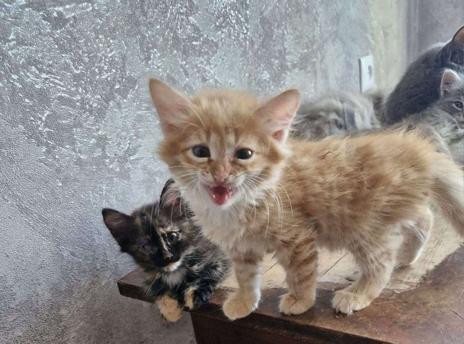 отдам котят в добрые руки