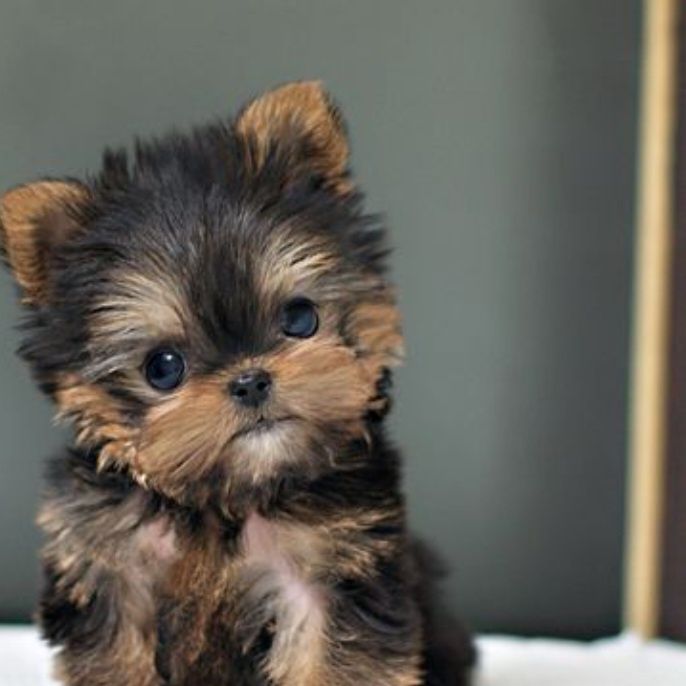 Yorkshire terrier talie mica