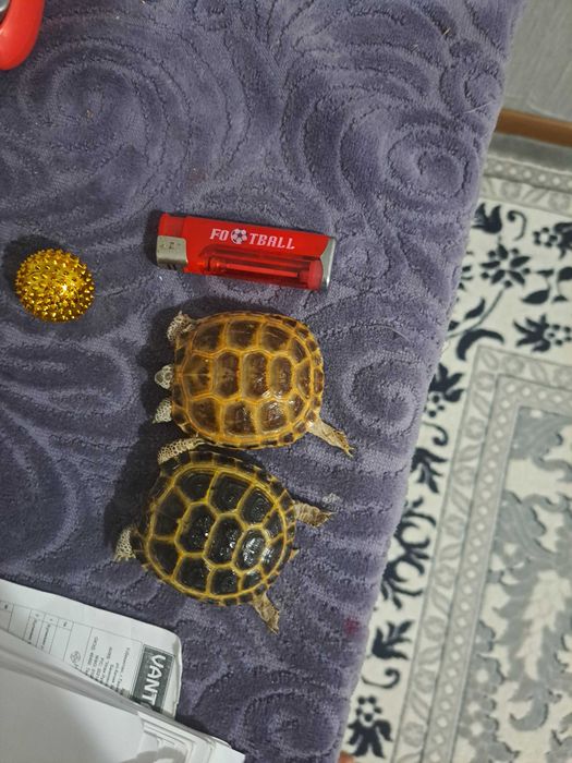 TOSHBAQA черепаха