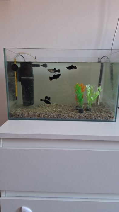 Acvariu 25 litri pret fix