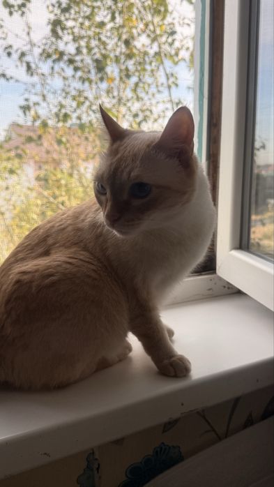 Отдам кота в дрбрые руки.