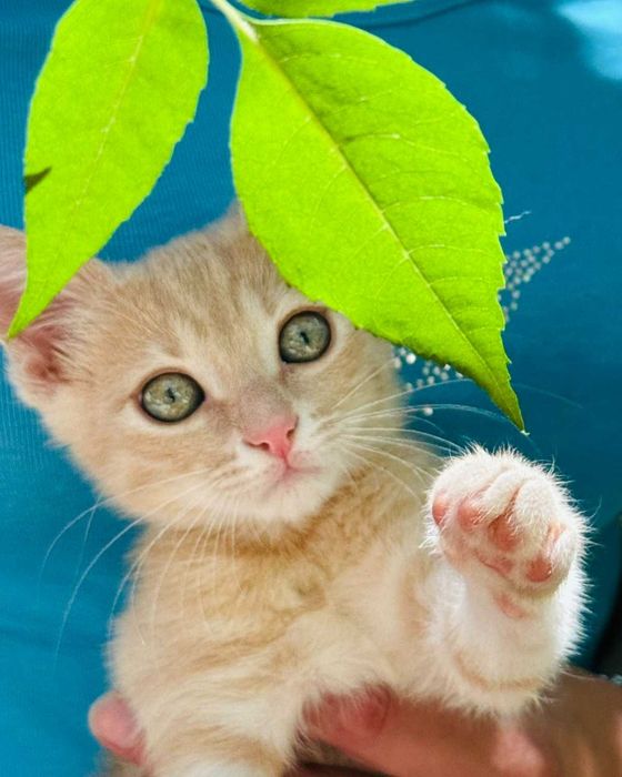 Оранжево коте търси дом