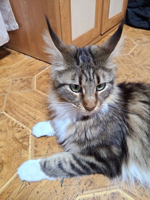 Котята Мейн Кун продаются