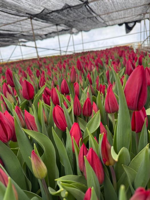 Тюльпаны оптом Алматы