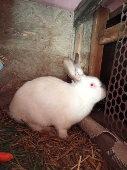 Vând iepuri uriaș de Transilvania