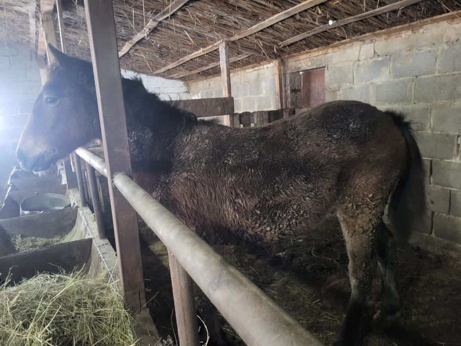 Тай согымга сатылады