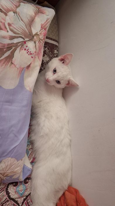 отдам кошку в добрые руки