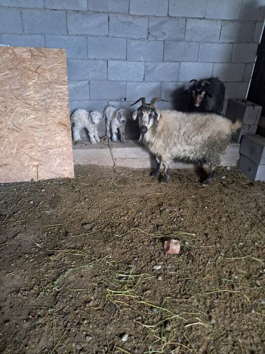 Сәлеметсіздер ме