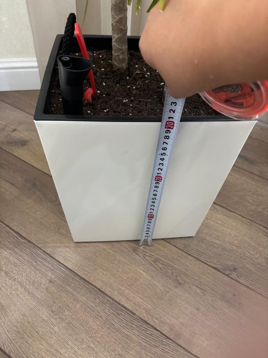 Продам  драцену окаймлённая