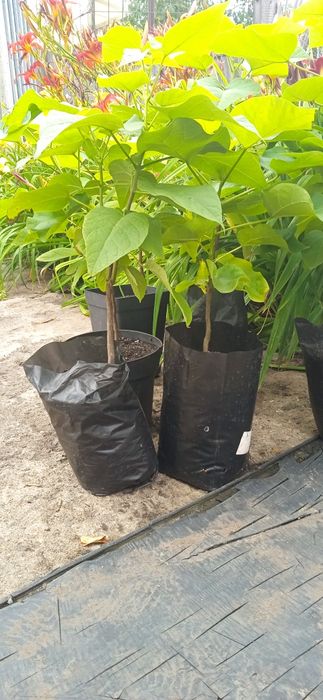Продам двухлетние саженцы катальпы