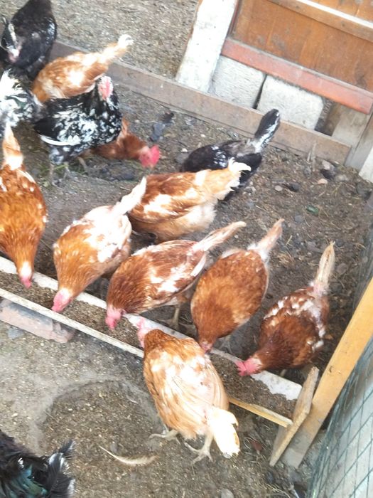Продам домашних кур несушек