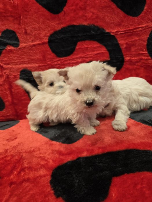 Уникални мини болонки малтезар