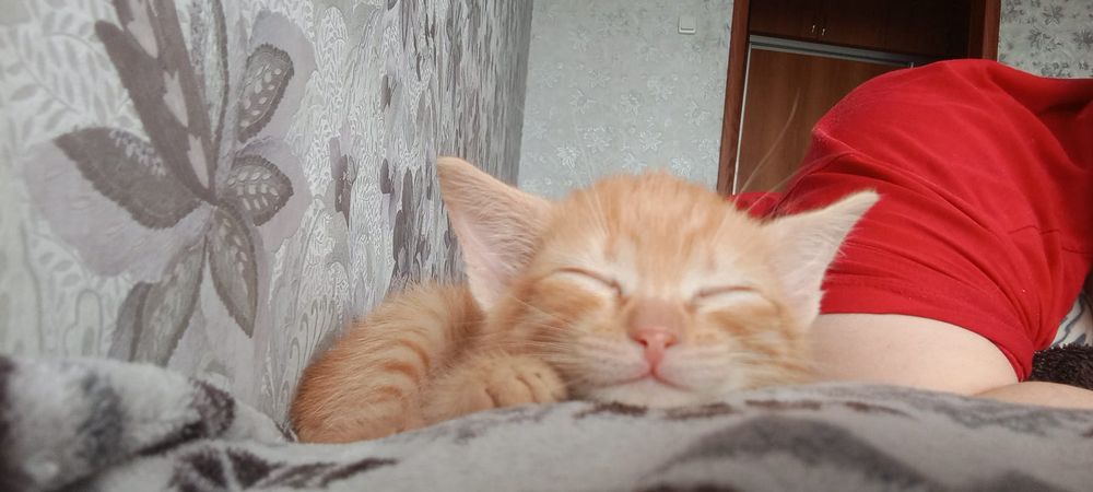 Рыжое счастье в добрые руки