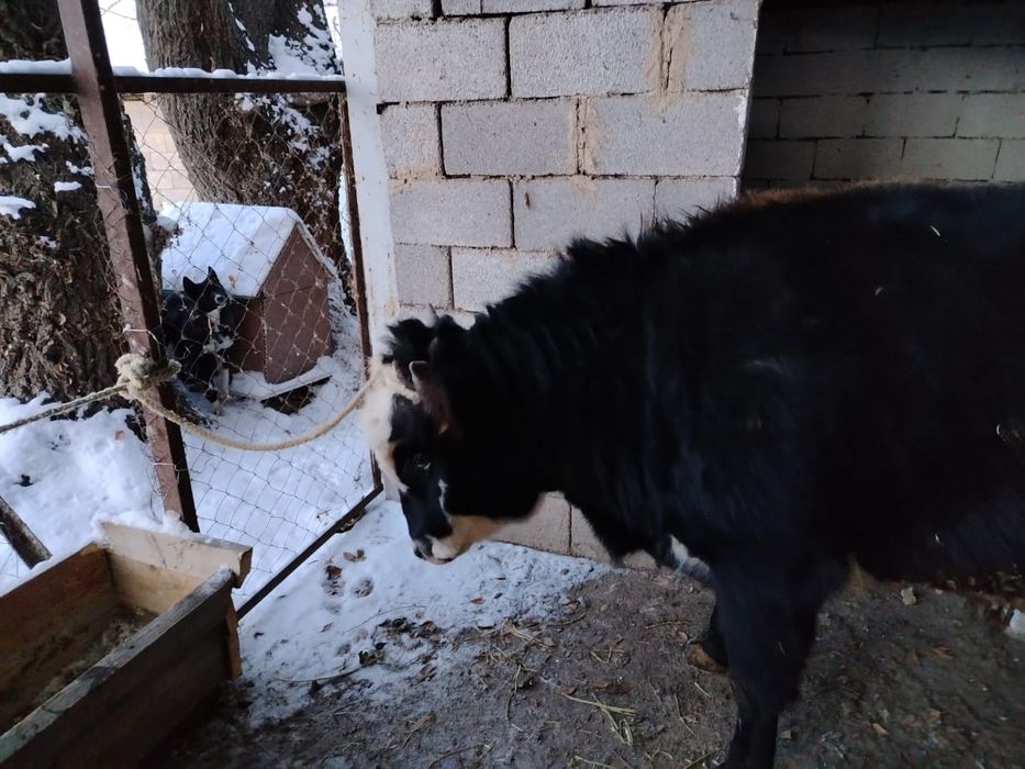 Семыз бука сатылады