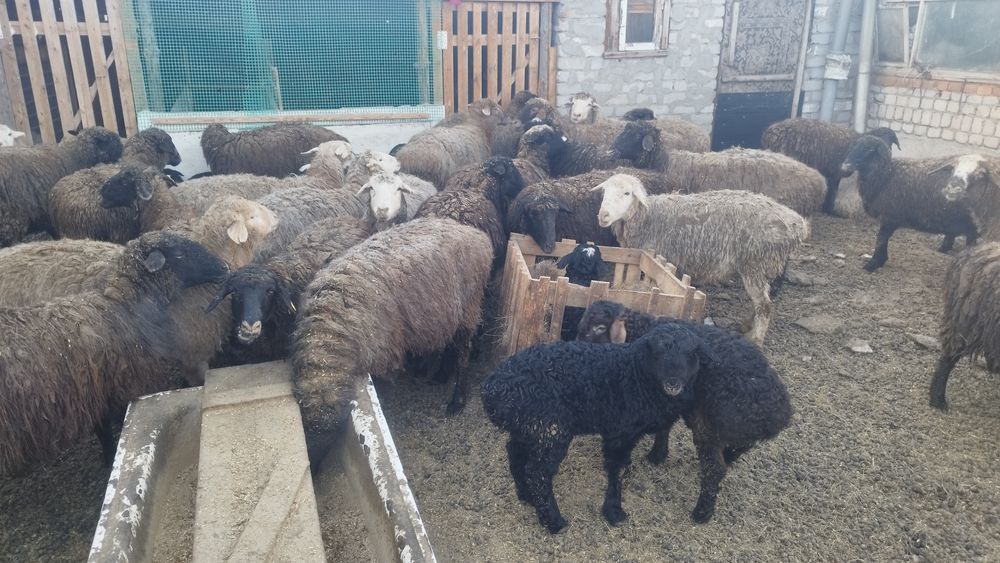 Продам овец с ягнятами.