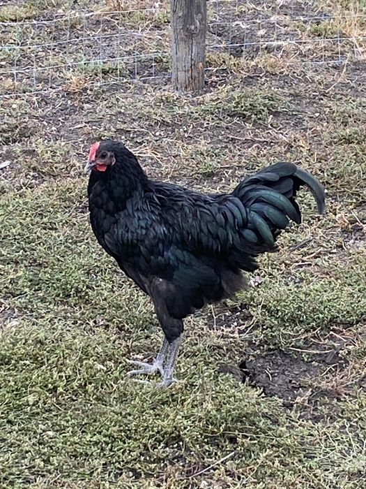 Vand cocosi Australorp