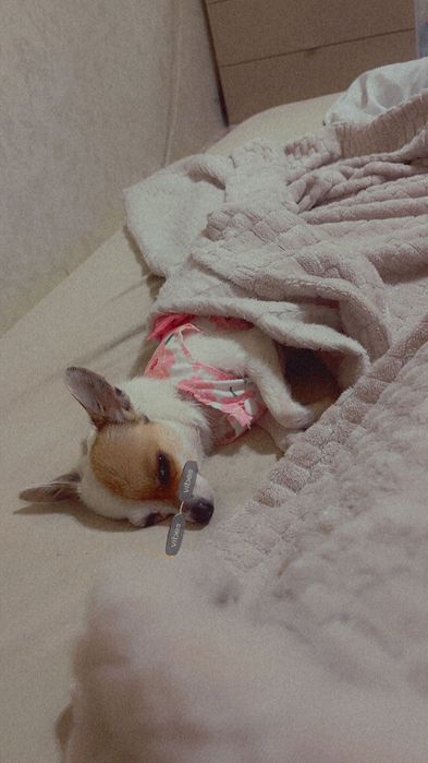 Чихо Пинчер момиче