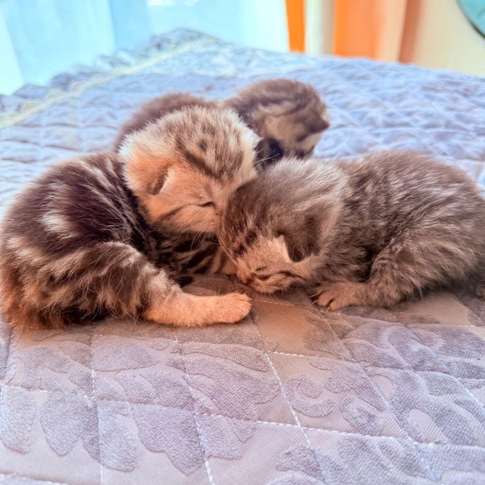 Ищем подругу кошечку для котика