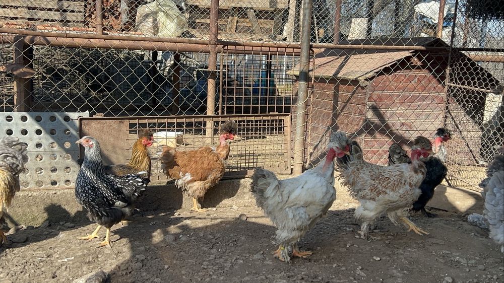 Cocosi si gaini motate, incaltate, gat golas