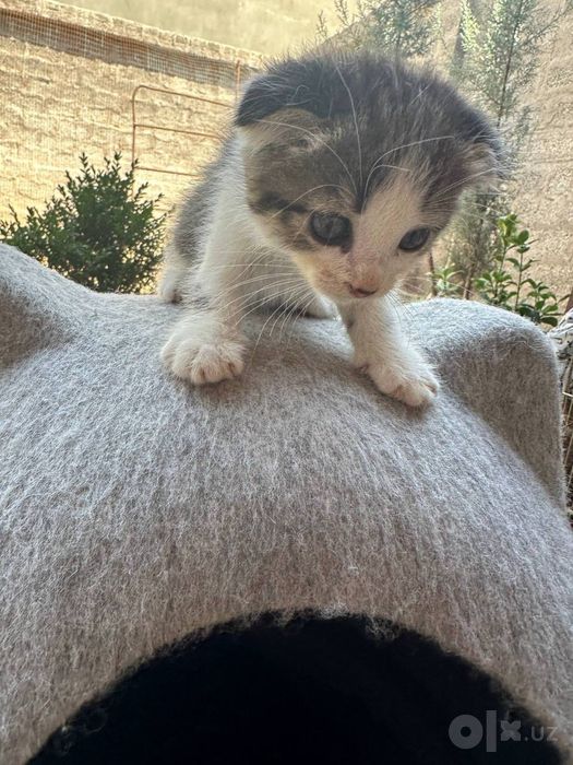 Scottish fold mushuk bolalari