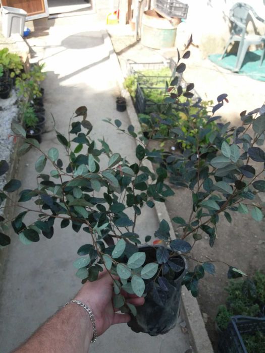 Лоропеталум/ Loropetalum - червен