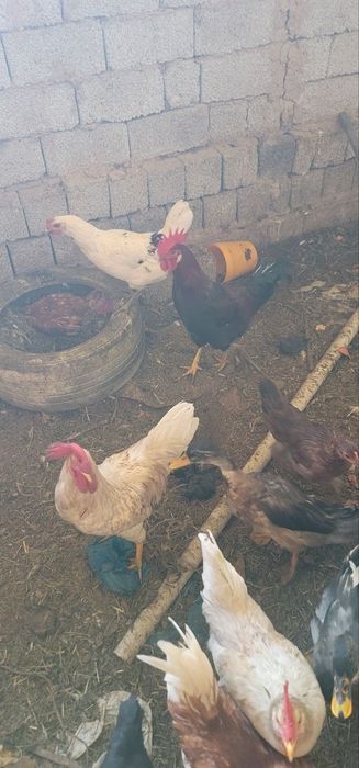 Srochna sotiladi Damashni xo'rozla donasi 130000 min soni 4 ta