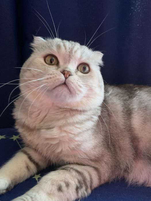 Вязка. Опытный Шотландский кот.