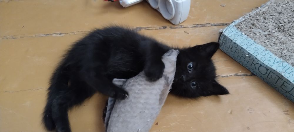 Одам котят бесплатно