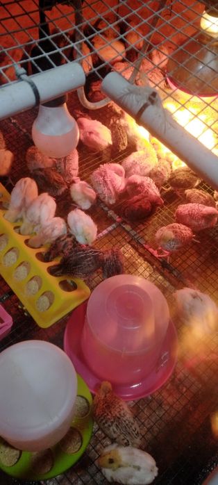 Pui prepelita  1.sapt