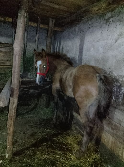 Mânz de 3 luni jumate de vânzare