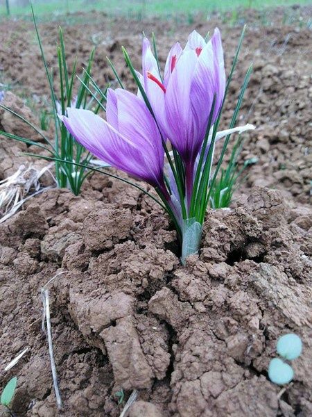 Șofran stamine (condiment)
