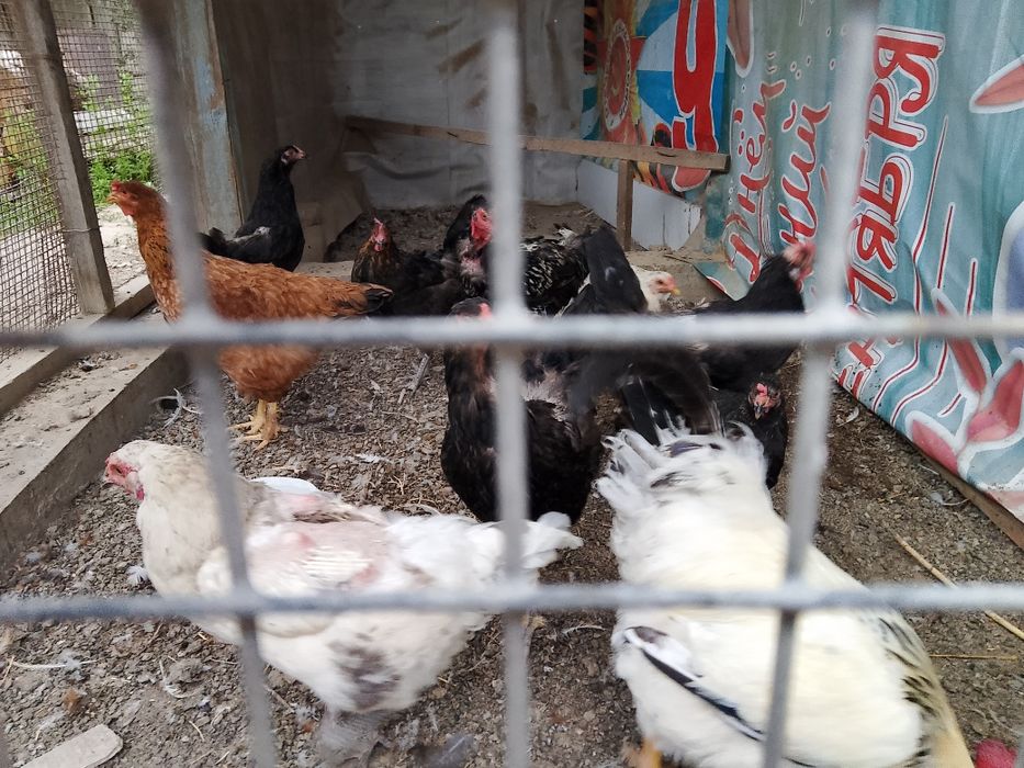 Продам куры домашние 12шт