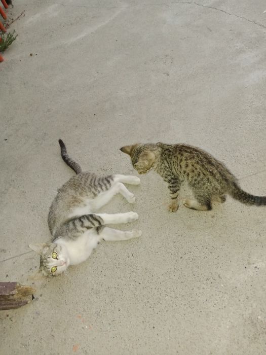 Дорим хорошие руки