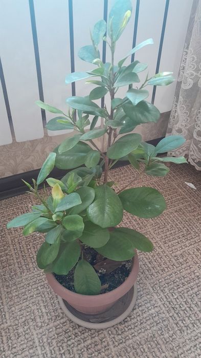 Комнатные цветы разные