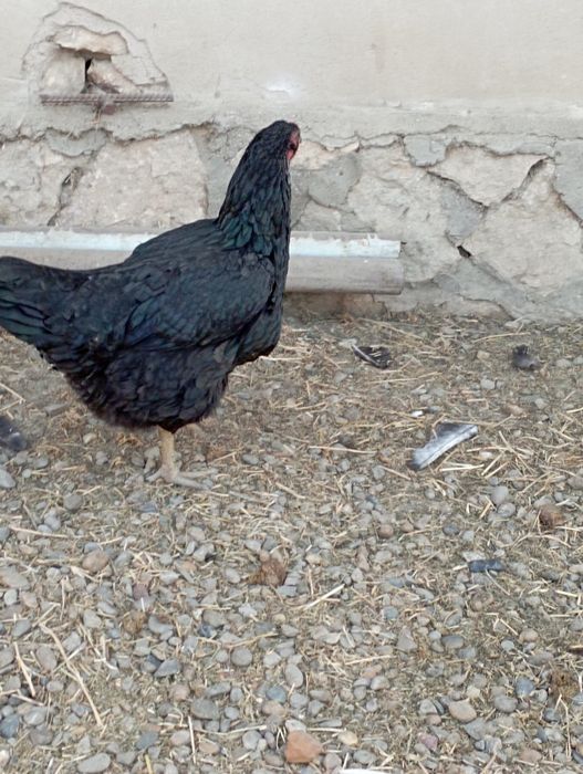 Buxoro tuman Buxoro viloyati