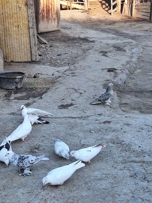 Голуби породистые