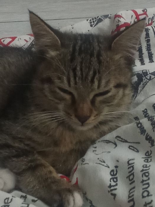 Отдаю котёнка в добрые руки