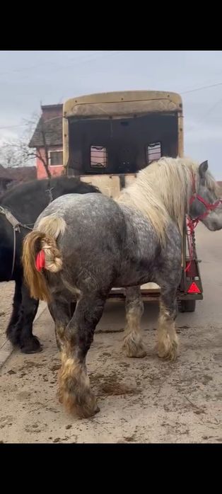 Vând armăsari, iep, mânji.