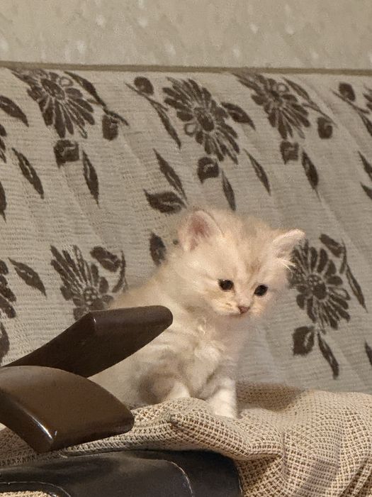 Скоттиш страйт котенок